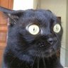 Colonel Panic's profile picture