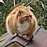 Trudovsy✝️☦️🕎✡️☪️ profil fotoğrafı