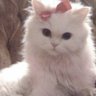 Profilbild von AOLLA