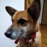 Фото профиля 蒔 時寺 🐶🍓
