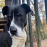 Mean Mama Dog's profile picture