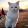 Фото профиля Cute Cats Journey