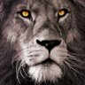 LionHeart 的头像