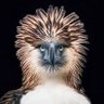 👀 Maarten 4 Freedom🇵🇭 profil fotoğrafı