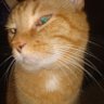 conservative cat's profile picture