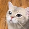 meng's profile picture