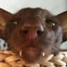 Profilbild von vi