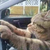 paper____driver's profile picture