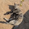 ELCACAs profil fotoğrafı