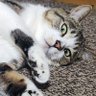 a's profile picture