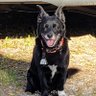 Voodoo Hank profil fotoğrafı