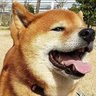 キナコちゃん🐶💖✨ 的头像