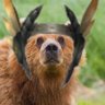 Profilbild von Bear