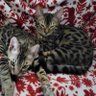 AriesQueen profil fotoğrafı