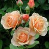 Фото профиля JENNIFFER