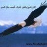 الصقر المصري profil fotoğrafı