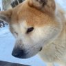 ばさし 的头像