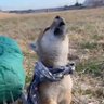 Dannythedog profil fotoğrafı
