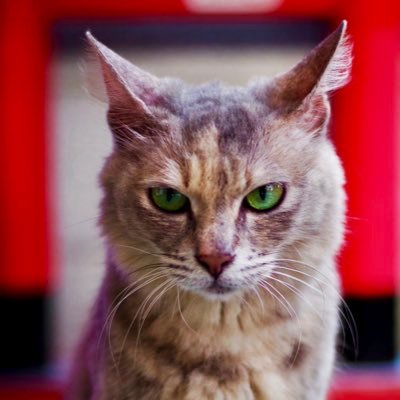 CervoAnsioso's profile picture