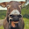 人情 profil fotoğrafı