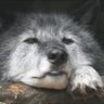 焉🐺没精打采 的头像
