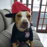 Cachorro da FIEL 🐶 profil fotoğrafı