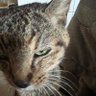 Profilbild von 猫缶(*ΦωΦ)