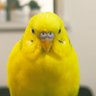 ゆきの 的头像