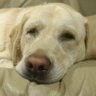 Mydognyla's profile picture