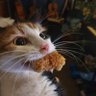 elfelino 🐍 ☕'s profile picture