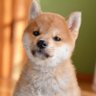 最後の犬🐶イブニングクラブ創業者 的头像