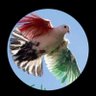 حمامة السلام's profile picture