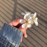 꽃🌸's profile picture