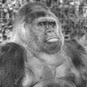 GorillaMan profil fotoğrafı
