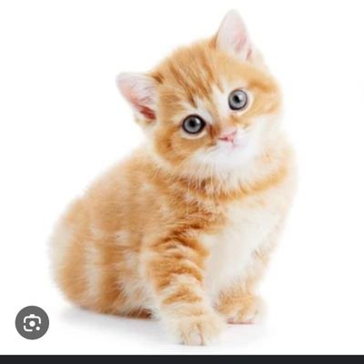 Marija Popović's profile picture