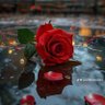 md mozaffor islam miraz 的头像
