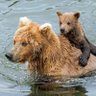 bear 的头像
