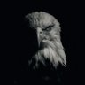 Harpia's profile picture