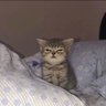 sagginhamster7's profile picture