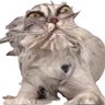 Profilbild von Shortcode