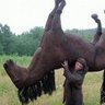 siwarê mihîna mala şêx profil fotoğrafı