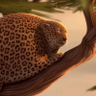 Profilbild von The leopard times