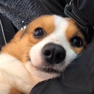 หมาเด็ก 🐶's profile picture