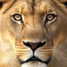 IB Cricket's profile picture