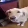 Profilbild von Butter dog