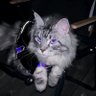 Profilbild von Ray