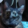 ペペたわし profil fotoğrafı