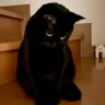 pipi xia profil fotoğrafı