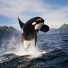 Aquatic_Murder_Panda's profile picture