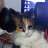 Profilbild von Erol